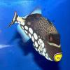 Balistoides conspicillum (Clown triggerfish)