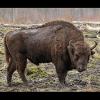 Bison bonasus (European bison)