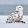 Bubo scandiacus (Snowy owl) photographed in NJ