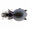 Calosoma fischeri (Fischer's caterpillar hunter) male