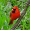 Cardinalis cardinalis (Northern cardinal) male