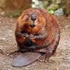 Castor canadensis (North American beaver)