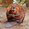 Castor canadensis (North American beaver)