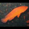 Cephalopholis miniata (Bluespot rockcod)