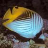 Chaetodon auriga (Threadfin butterflyfish)