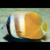 Chaetodon kleinii (Sunburst butterflyfish)
