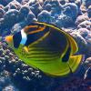 Chaetodon lunula (Raccoon butterflyfish)