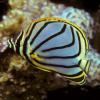 Chaetodon meyeri (Scrawled butterflyfish)