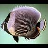 Chaetodon reticulatus (Mailed butterflyfish)