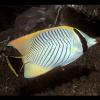 Chaetodon trifascialis (Chevroned coralfish)