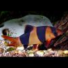 Chromobotia macracanthus (Clown loach)