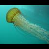 Chrysaora fuscescens (Pacific sea nettle)