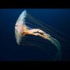 Chrysaora melanaster (Brown sea nettle)