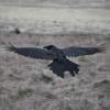 Corvus corax (Common raven) wings spread