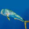 Coryphaena hippurus (Mahi mahi)