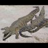 Crocodylus niloticus (Nile crocodile)