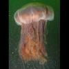 Cyanea capillata (Lion's mane jellyfish)