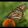 Danaus plexippus (Monarch butterfly) feeding on Echinacea purpurea (Purple coneflower)