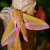 Deilephila elpenor (Elephant hawk moth) male