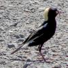 Dolichonyx oryzivorus (Bobolink)