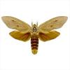 Endoxyla cinereus (Giant wood moth)