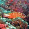 Epinephelus fasciatus (Black-tipped Rock Cod)