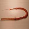 Fistularia petimba (Red cornetfish)