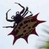 Gasteracantha cancriformis (Spinybacked spider) close-up