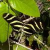 Heliconius charithonia (Zebra heliconian)