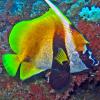 Heniochus monoceros (Masked bannerfish)