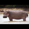 Hippopotamus amphibius (Common Hippopotamus)