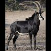 Hippotragus niger (Giant sable antelope)