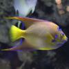 Holacanthus ciliaris (Queen angelfish)