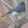 Junco hyemalis (Dark-eyed junco)