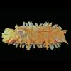 Laetmogone violacea (Sea cucumber)