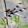 Libellula pulchella (Twelve-spotted skimmer)