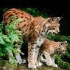 Lynx lynx (Eurasian lynx)
