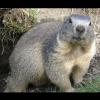 Marmota marmota (Alpine marmot)