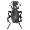 Meloe centripubens (Blister beetle)