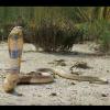 Naja oxiana (Caspian cobra)