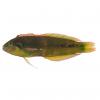 Novaculoides macrolepidotus (Seagrass wrasse)