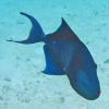 Odonus niger (Redtoothed triggerfish)