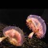Olindias formosus (Flower hat Jellyfish) Monterey Bay Aquarium, CA