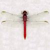 Orthemis ferruginea (Roseate skimmer) 
