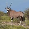 Oryx gazella (Gemsbok) male