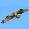 Pandion haliaetus (Osprey) wings spread