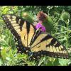 Papilio glaucus (Eastern tiger swallowtail)