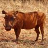 Phacochoerus aethiopicus (Desert warthog)