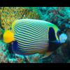 Pomacanthus imperator (Emperor angelfish) adult