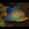 Pygoplites diacanthus (Imperial angelfish)